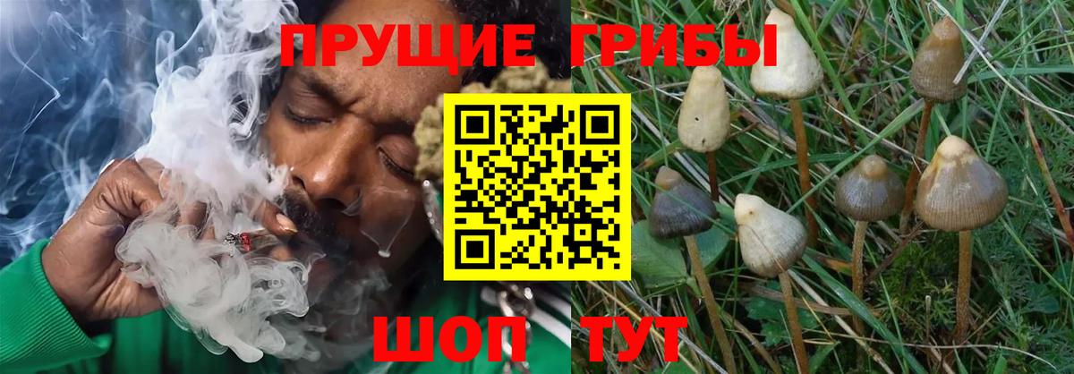 Псилоцибиновые грибы мицелий  Псилоцибиновые грибы Psilocybine cubensis  Новокуйбышевск  Вход с VPN 